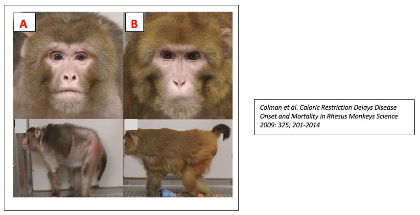Confronto tra scimmie allevate con stili di vita differenti